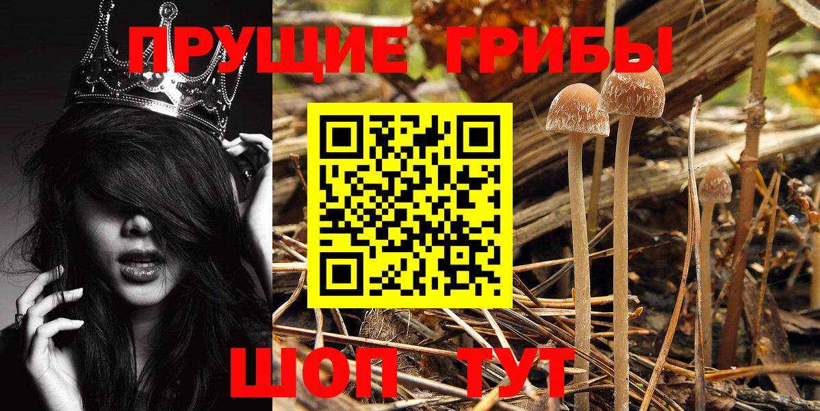 Галлюциногенные грибы Psilocybe Норильск